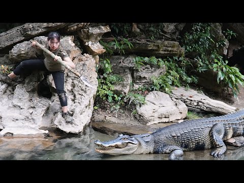 Facing a giant crocodile Setting traps and catching fish to
