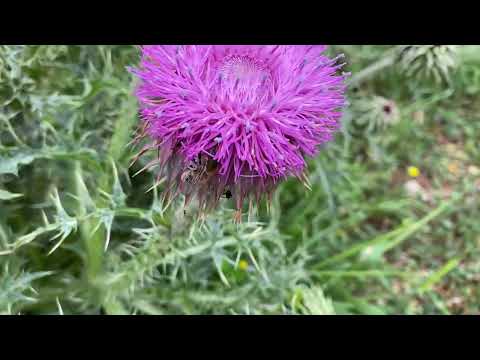 VADİNİN GÜZELİĞİNDE SAKLI TARİHİ İŞARETLER