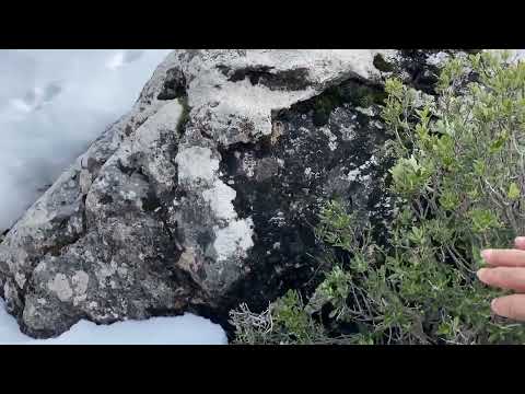 KAYANIN ORTASINDA AÇILMAMIŞ KAPAK