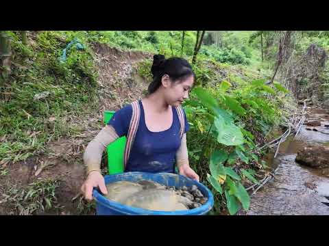Harvesting Many Giant Forest Snails Goes to Market Sell