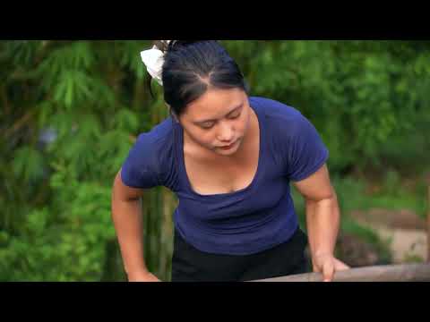Harvesting Ginger Roots in the Forest Soil Goes to Market