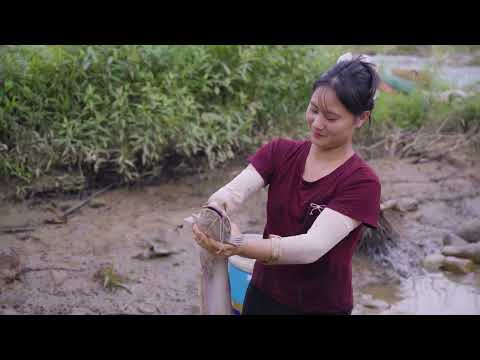Harvesting Catfish from Deep Mud Lake Go to Market Sell