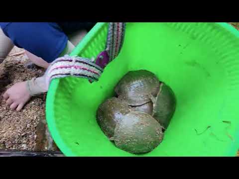 Harvesting Many Wild Softshell Turtles and Their Eggs Goes