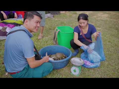 Deep In The Jungle Harvesting 1000 BABA Snails Selling Them