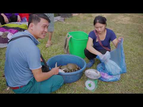 Deep In The Jungle Harvesting 1000 turtles snails from the