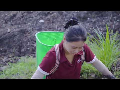 Harvesting Many Wild Quails and Stone Eggs Goes to Market