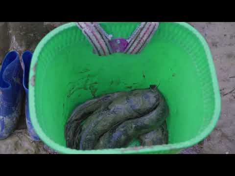 Harvesting Wild Quails and Their Eggs in the Forest Daily