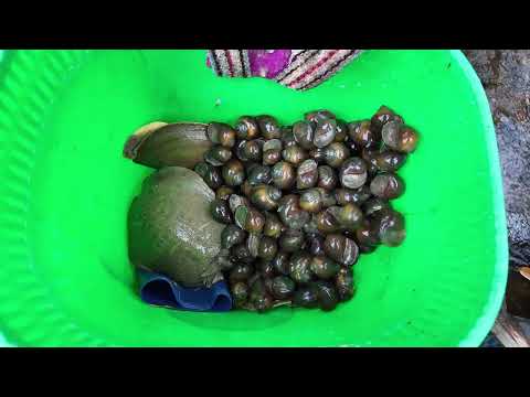 Harvesting Catching Turtle Mud Pond Go to Market Sell Lý