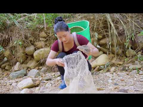 Harvesting Wild Chickens Their Eggs Go to Market Sell Daily