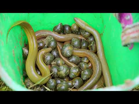 Harvesting Many Giant King Eels in the Field Goes to Market