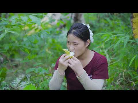 Harvesting Precious Ginger Roots from the Deep Forest Goes