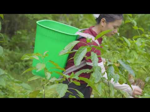 Harvesting Wild Frogs in the Forest Goes to Market Sell