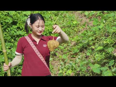 Harvesting Millennial Frogs from the Forest Goes to Market