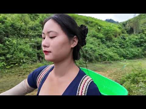 Harvesting snails BABA from muddy swamps and taking them to