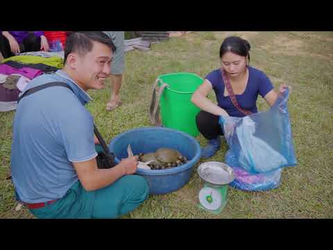 Harvest Stone Softshell Turtles Goes to Market Sell