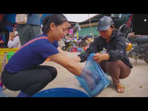 Harvesting Black Catfish Goes to Market Sell Daily Rural