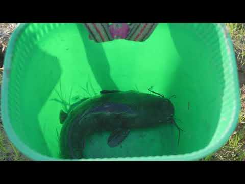 Harvesting Wild Catfish Goes to Market Sell Daily Farm Life