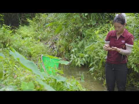 Harvesting Wild Silkworms from Trees Go to Market Sell