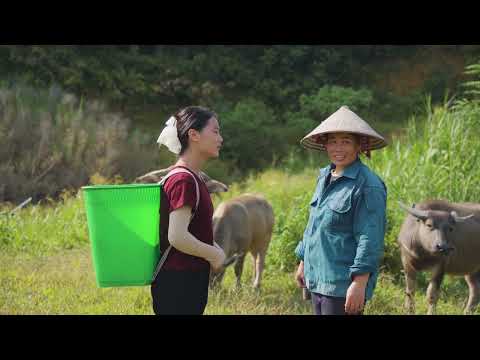 Harvesting Many Giant Black Chickens on Trees Goes to