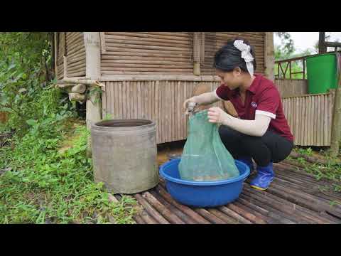 Harvesting Frogs from the Stream Goes to Market Sell