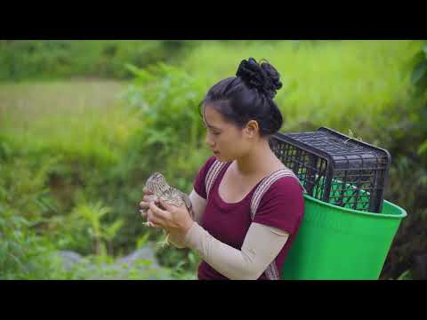 Harvesting Softshell Turtle Nest Goes to Market Sell Farm