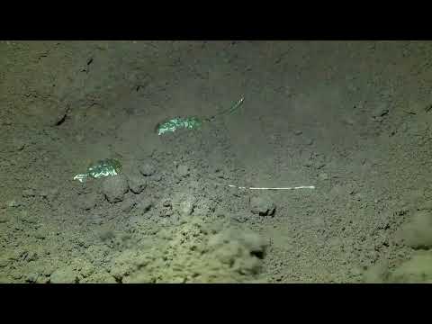 Unveiling the mystery of the treasure the surprises of