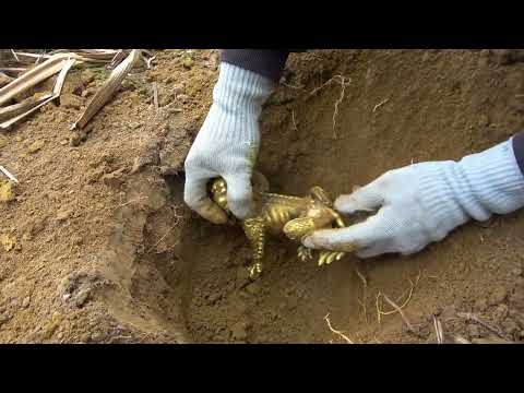 Wild adventurer millionaire Metal detector ignites my dream