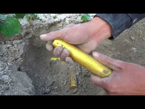 The Legend of the Gold Rush Hunter the Precious Secret of