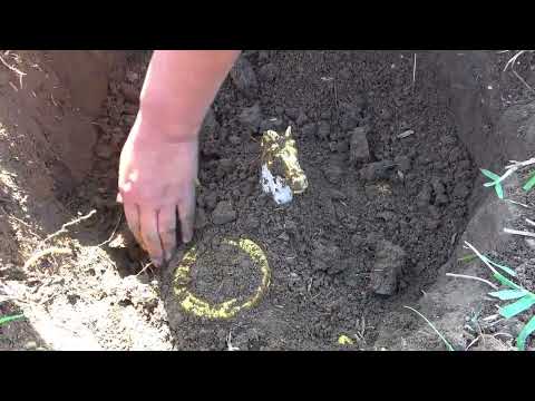 The treasure hunter s luck exploded and they dug up a huge