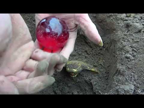 Treasure Hunt Competition Metal Detector Accelerates