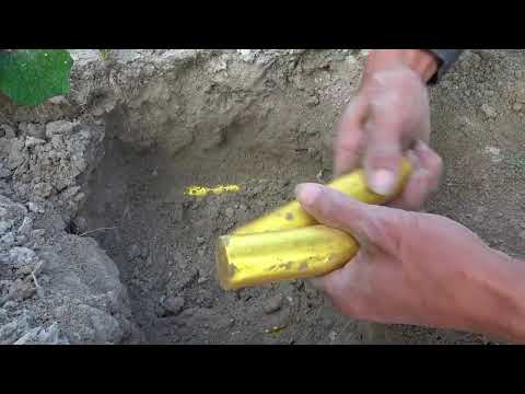 Discovering the Secrets of Lost Countries Metal Detectors