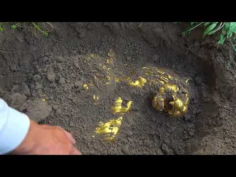 Using metal detectors to search for precious treasures in