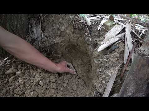 Returning to the era of gold mining Metal detectors
