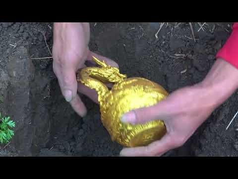 Exploring the Lost Treasure Collaborative Action of Gold
