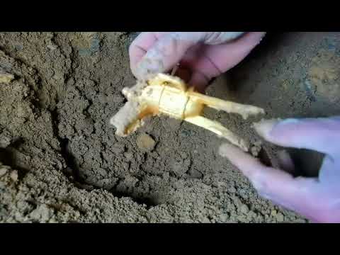Legend of the Golden Forest Metal detectors reveal endless