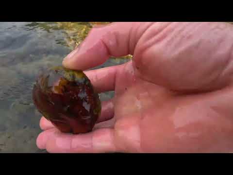 Wild Treasure Hunt Metal Detector Takes You to Discover