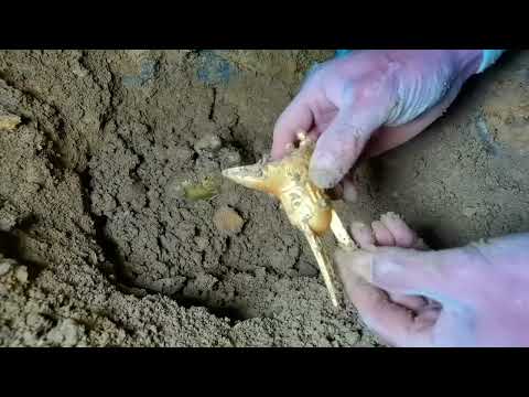 Searching for Murder Weapons in a Shallow Canal