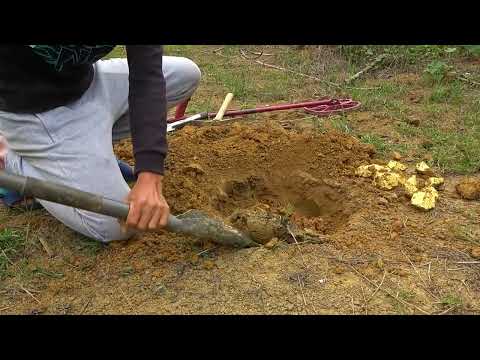 Treasure Hidden Deep in the Castle Metal Detectors Crack