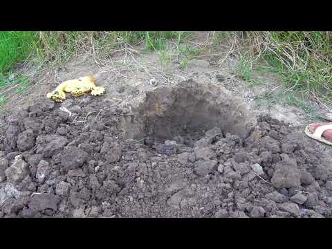 I searched for treasures by the dry pond and dug out golden