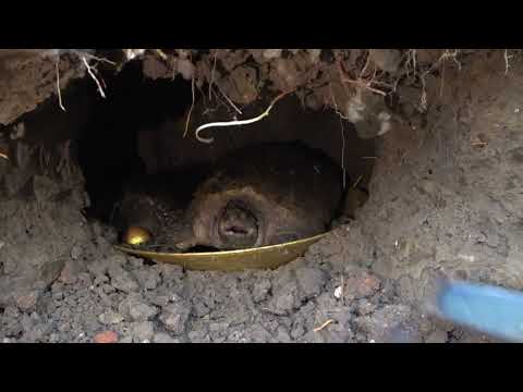 I found a treasure near the dry ditch and two giant turtles