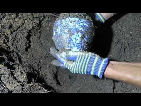 Gold Hunter s Mysterious Legacy Discovering Extraordinary