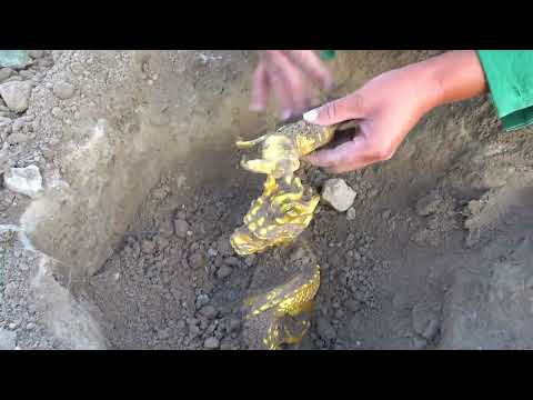 I found a huge golden turtle that had been buried in a cave