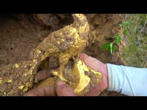 Search for treasure in the wilderness find the treasure