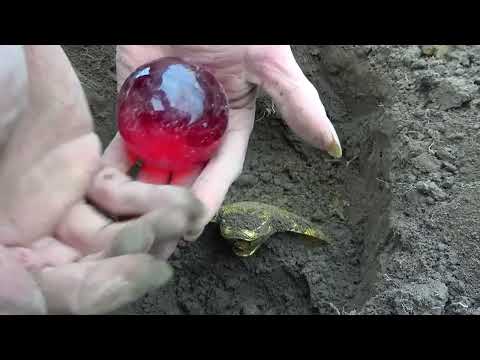 The boy discovered a rare treasure it was so surprising