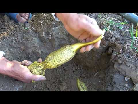 Uncover the treasure road of gold miners and discover