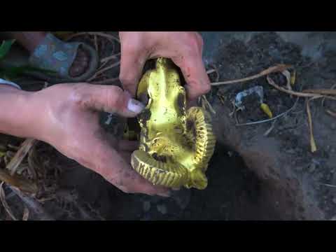 Exploring Legendary Treasures and Revisiting Wild Treasure