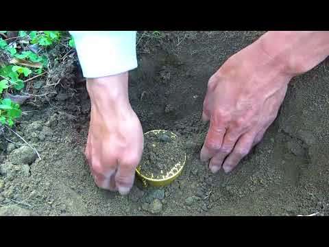 A huge treasure discovered guarded by a large snake
