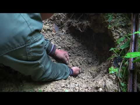 Explore the hidden treasures of gold miners and embark on