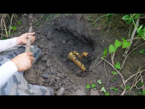 Find a treasure gathering place in the wilderness and make