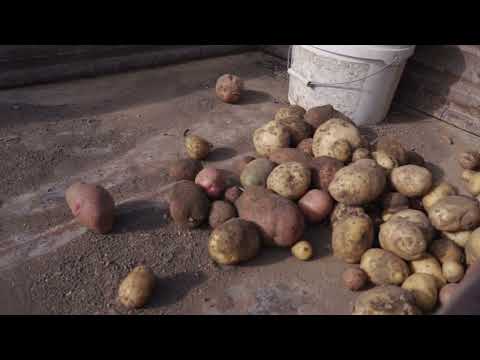 One Day in Life of the village Family in Russia Autumn In
